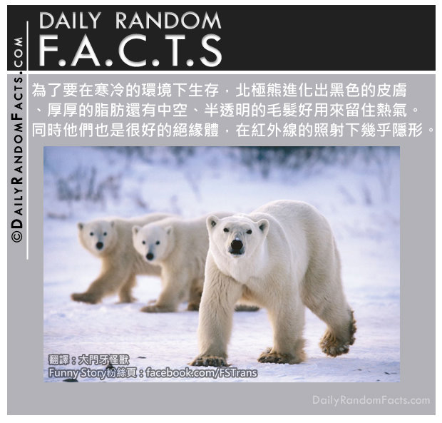 Daily-Random-Facts-Polar-bears-insulation